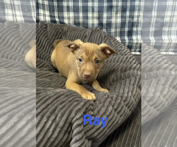 Medium Photo #1 Mutt Puppy For Sale in Topeka, KS, USA