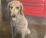 Small Photo #1 Poodle (Standard) Puppy For Sale in BARTLETT, TX, USA