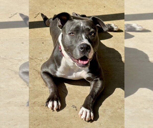 Medium Photo #2 American Staffordshire Terrier-Unknown Mix Puppy For Sale in Oak Bluffs, MA, USA