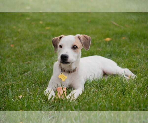 Medium Photo #22 Mutt Puppy For Sale in Sandy, UT, USA
