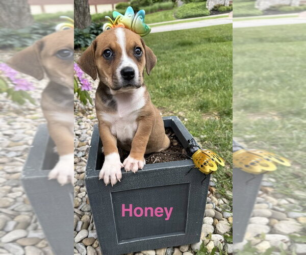 Medium Photo #1 Beagle-Unknown Mix Puppy For Sale in Aurora, IN, USA