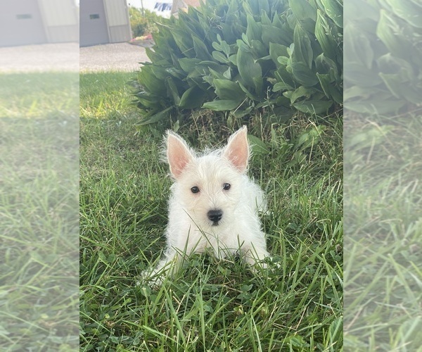 Medium Photo #1 West Highland White Terrier Puppy For Sale in CANOGA, NY, USA