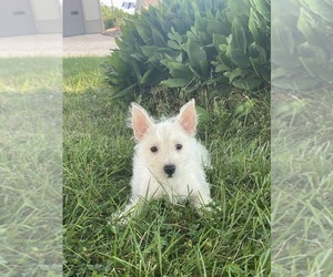 West Highland White Terrier Puppy for sale in CANOGA, NY, USA