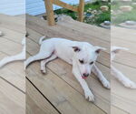 Small #2 American Pit Bull Terrier Mix