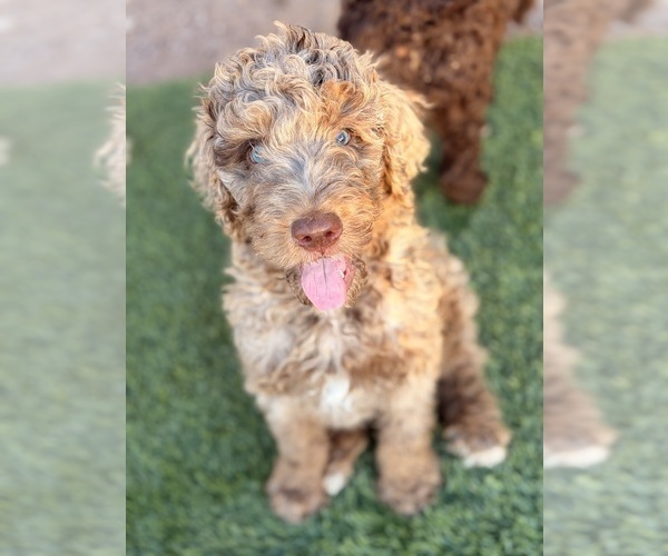 Medium Photo #4 Poodle (Standard) Puppy For Sale in APACHE JUNCTION, AZ, USA