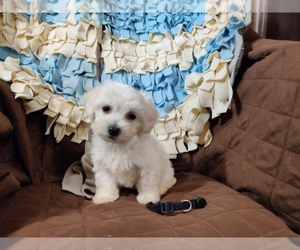 Medium Photo #1 Coton de Tulear Puppy For Sale in W FIELD, NC, USA