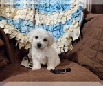 Small Photo #1 Coton de Tulear Puppy For Sale in W FIELD, NC, USA