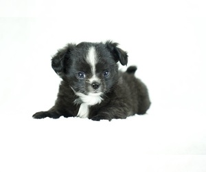 Chihuahua Puppy for sale in UNION GROVE, NC, USA