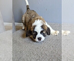 Small Photo #15 Saint Bernard Puppy For Sale in PALM COAST, FL, USA