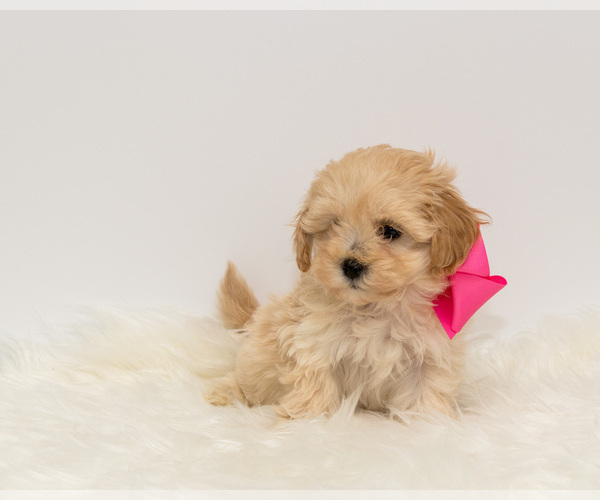 Medium Photo #1 Maltipoo Puppy For Sale in LITTLE ROCK, AR, USA