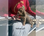 Puppy YELLOW GIRL Bloodhound