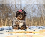 Small #1 ShihPoo