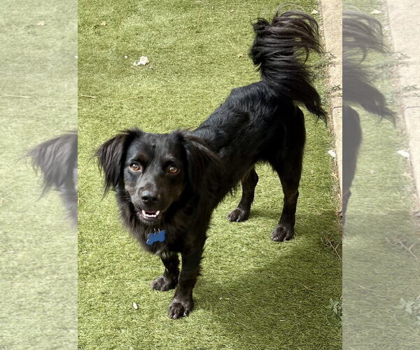 Medium Photo #1 Cocker Spaniel Puppy For Sale in Menifee, CA, USA