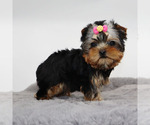 Small #2 Yorkshire Terrier
