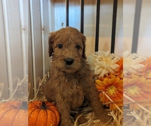 Goldendoodle Puppy for sale in MIDLAND, NC, USA