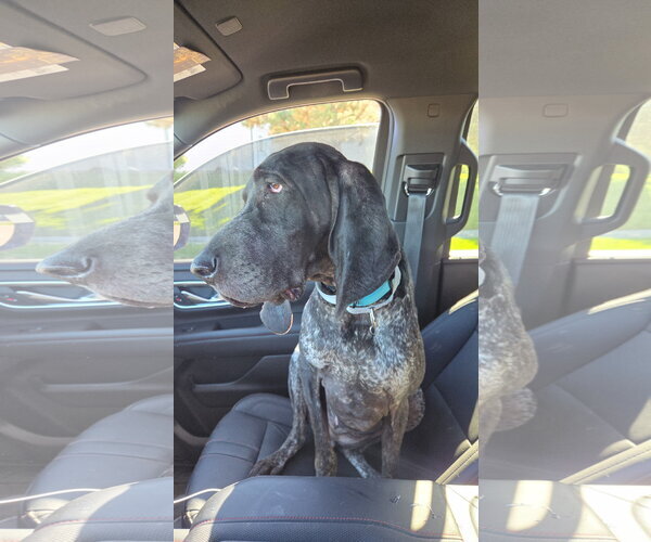 Medium Photo #3 Bluetick Coonhound Puppy For Sale in Crystal, MN, USA