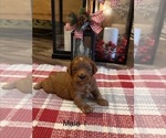 Small #1 Cavapoo (Miniature)
