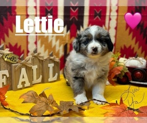 Australian Shepherd Puppy for sale in BURNSVILLE, NC, USA