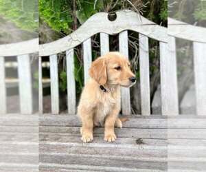 Golden Retriever Puppy for sale in INDIANTOWN, FL, USA