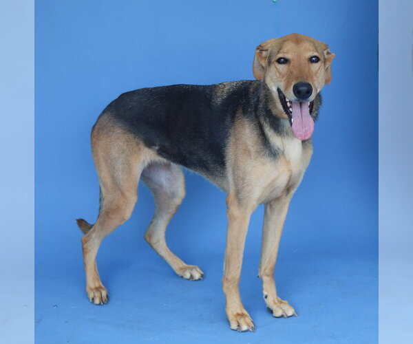 Medium Photo #2 German Shepherd Dog-Unknown Mix Puppy For Sale in Pasadena, CA, USA