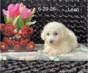 Bichon Frise Puppy for sale in MOUNT PLEASANT, MI, USA