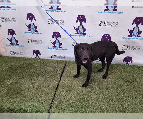 Medium Photo #1 Labrador Retriever-Unknown Mix Puppy For Sale in Orlando, FL, USA