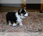 Small #6 Pembroke Welsh Corgi