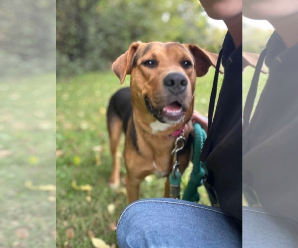 Medium Photo #2 Mutt Puppy For Sale in Rustburg, VA, USA