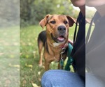 Small Photo #2 Mutt Puppy For Sale in Rustburg, VA, USA