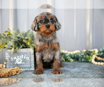 Puppy Taya Cavapoo