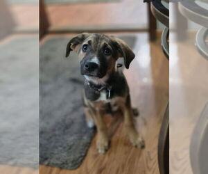 Mutt Dogs for adoption in Clarkston, MI, USA