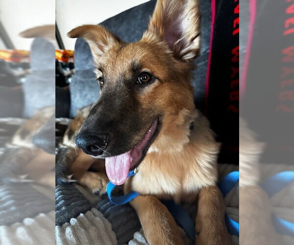 Medium Photo #3 German Shepherd Dog Puppy For Sale in Kansas City, MO, USA