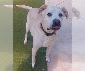 Labrador Retriever Dogs for adoption in Fort Lauderdale, FL, USA