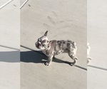 Small #10 French Bulldog