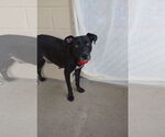 Small #1 Labrador Retriever Mix