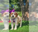 Small #2 Goldendoodle-Poodle (Toy) Mix