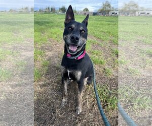 Australian Kelpie-Beauceron Mix Dogs for adoption in Chico, CA, USA