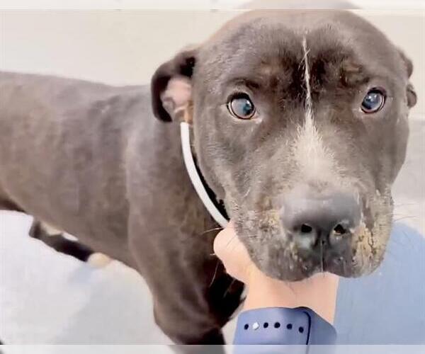 Medium Photo #2 Staffordshire Bull Terrier Puppy For Sale in Houston, TX, USA