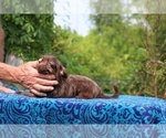 Small #16 Poodle (Toy)-YorkiePoo Mix