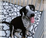 Small #1 Catahoula Leopard Dog Mix