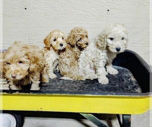 Goldendoodle (Miniature) Puppy for sale in HINCKLEY, MN, USA