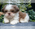 Puppy Clint Shih Tzu