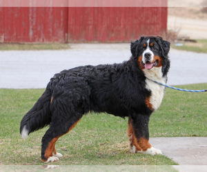 Father of the Bernese Mountain Dog puppies born on 01/06/2020