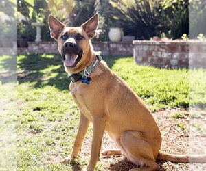 Clever - Male Holland Shepherd-Unknown Mix Dog for Adoption - Photo #4
