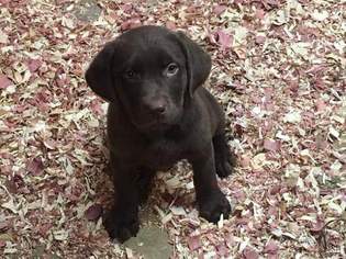 Labrador Retriever Puppy for sale in EATON, IN, USA