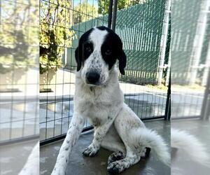 Mutt Dogs for adoption in San Bernardino, CA, USA