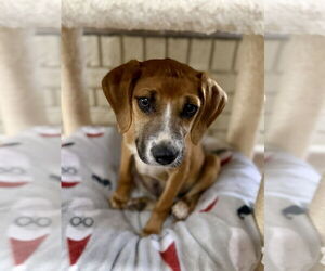 Memo - Male American Foxhound-Unknown Mix Dog for Adoption - Photo #6
