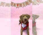 Small #7 Labrador Retriever Mix