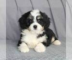 Small Photo #3 Bernedoodle-Poodle (Miniature) Mix Puppy For Sale in SUNBURY, PA, USA