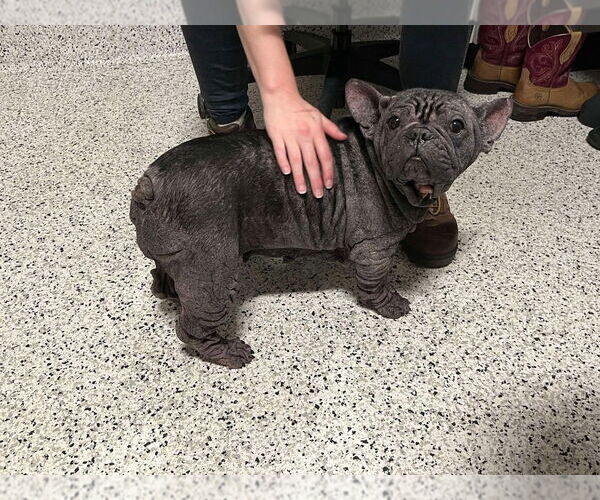 Medium Photo #2 French Bulldog Puppy For Sale in New York, NY, USA